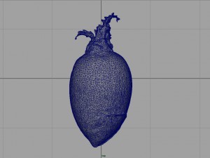 turnip 3D Model