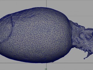 turnip 3D Model