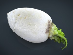 turnip 3D Model