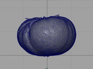 tomato 2 3D Model
