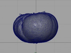 tomato 2 3D Model