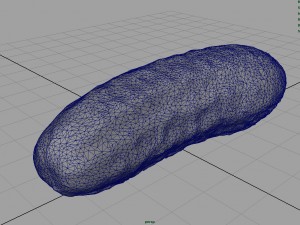 cucumber Modèle 3D
