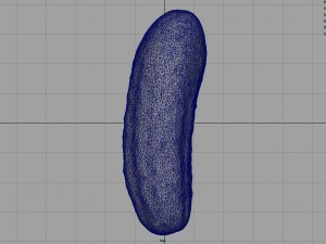 cucumber Modèle 3D