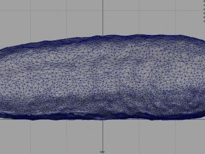 cucumber 3D Model