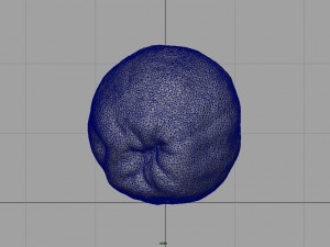 grapefruit 3D-Modell