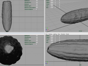 corn 3D Модель