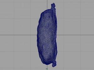 sausage salami 1 3D Model