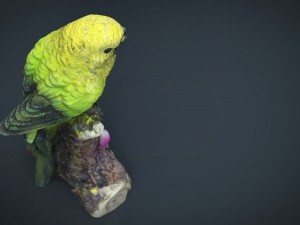 green parrot 3D मॉडल