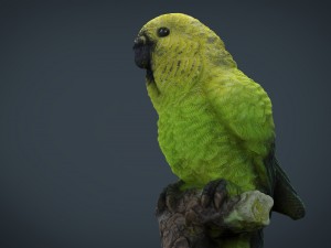 green parrot 3D मॉडल
