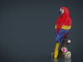 red parrot Model 3D