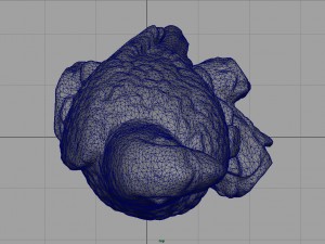 red parrot Modelo 3D