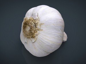 realistic garlic 3D Model