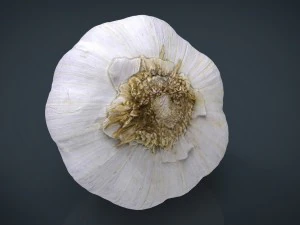 aglio realistico Modello 3D