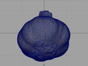 aglio realistico Modello 3D