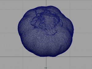realistic garlic Modelo 3D