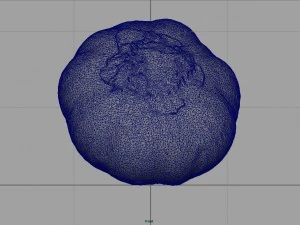 aglio realistico Modello 3D