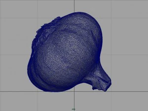aglio realistico Modello 3D