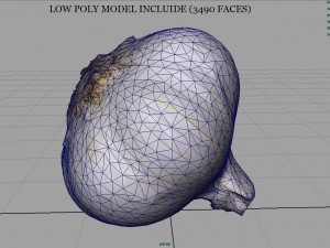 realistic garlic Modelo 3D