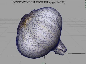 aglio realistico Modello 3D
