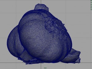 garlic and garlic clove Modèle 3D