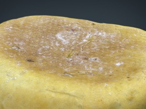 bread 2 3D Model