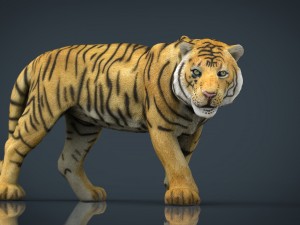 tiger 3D Model