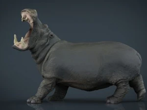 hippopotamus 3D Model