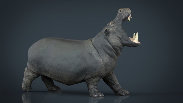 hippopotamus 3D 模型 .c4d .max .obj .3ds .fbx .stl .blend 