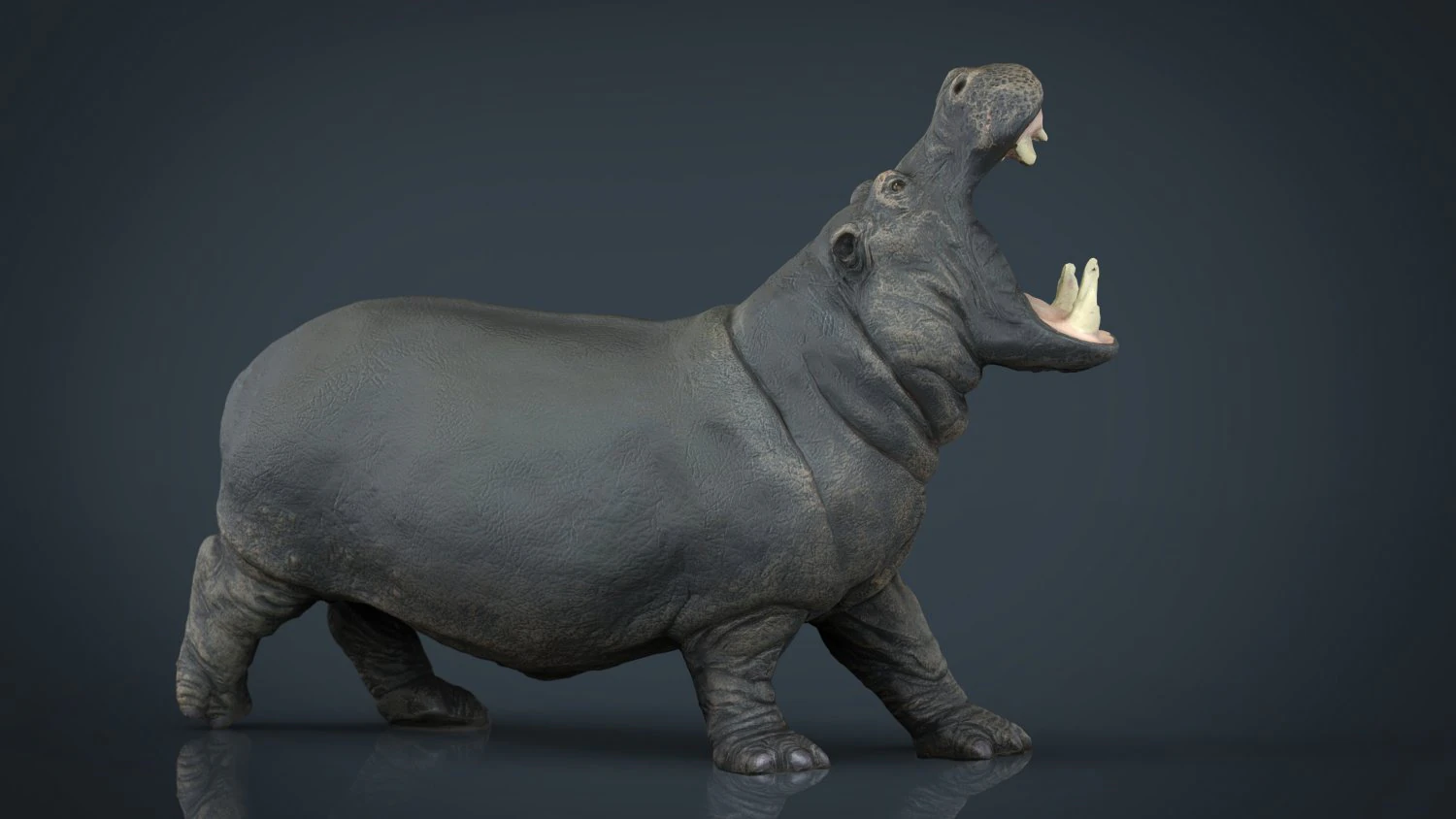 hippopotamus 3D Model .c4d .max .obj .3ds .fbx .stl .blend 