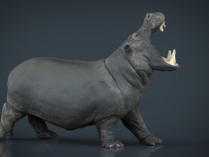 hippopotamus 3D मॉडल