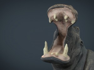hippopotamus 3D 模型