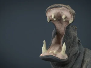 hippopotamus 3D Model