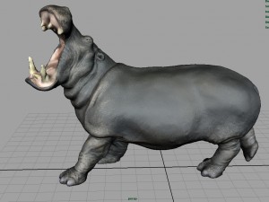 hippopotamus 3D 模型