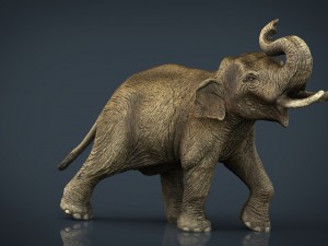 asian elephant 3Dモデル