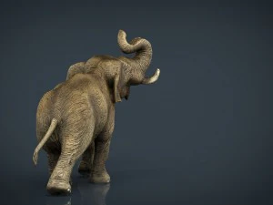 elefante asiatico Modello 3D