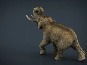 elefante asiatico Modello 3D