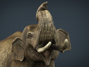 asian elephant 3Dモデル
