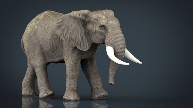 african elephant 3D Модель .c4d .max .obj .3ds .fbx .stl .blend 