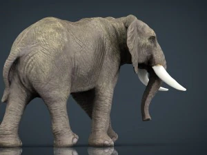 african elephant 3D Model