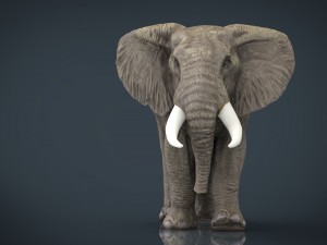 african elephant 3D Модель