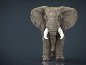 african elephant 3D Model