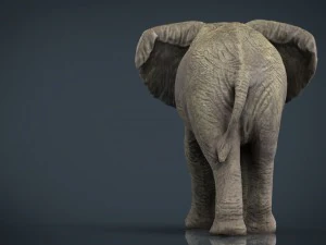 african elephant 3D Model
