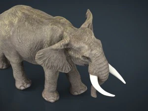 african elephant 3D Model