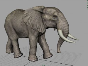 african elephant 3D Model