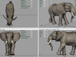 african elephant 3D Модель