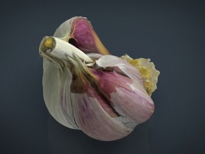 open garlic 3Dモデル