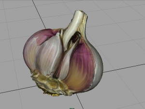 open garlic 3Dモデル