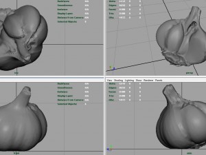 open garlic 3Dモデル