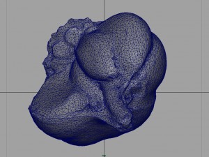 open garlic 3Dモデル