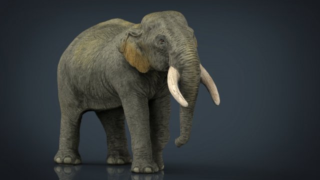 asian elephant mother 3D Модель .c4d .max .obj .3ds .fbx .stl .blend 